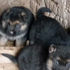 неметски Афчарка