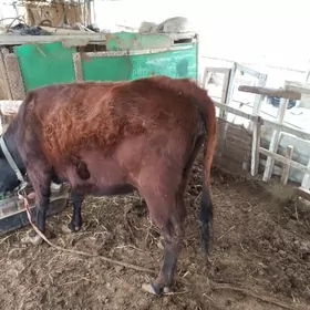 СыгырСыгыр