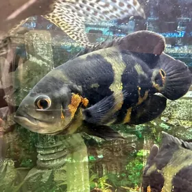 астроноусы