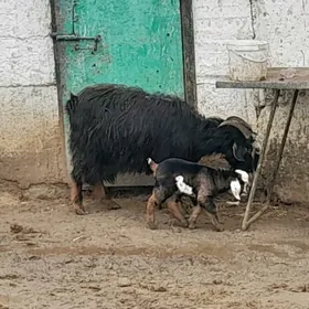 2OWLAKY GECI 1GYSYR GEÇI