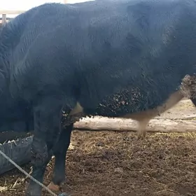 Çorny pyýoşdyr öküz