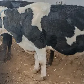 Çarny pyýaşdyr sygyr