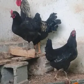 jerri gigant towuk 8aylyk