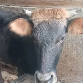 Голели сыгыр