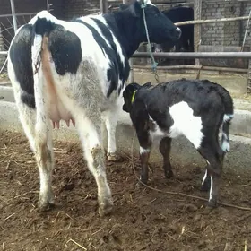 çorny piýostyr göleli sygyr