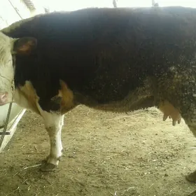 КИЗИЛ ОЛА СИМЕНТАЛ