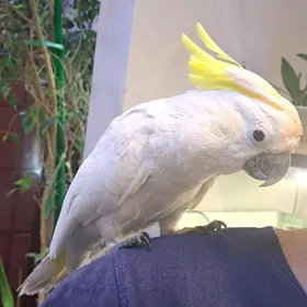 розовый и белый какаду