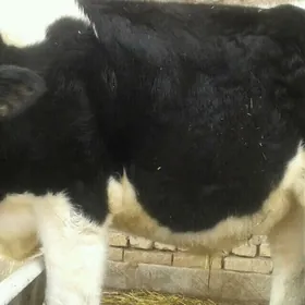 ГАЛИШТЕЙИН ОГУЗ