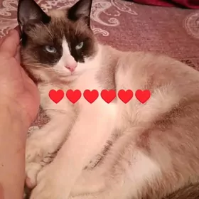 oy paroda pişik. 7 aylyk pişik