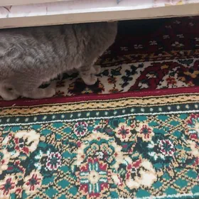 кошка  британская