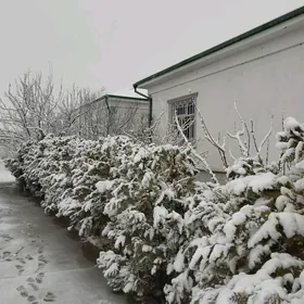 Taze Zaman ️ тазе заман