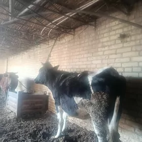 галашдейин йетик богаз сыгыр