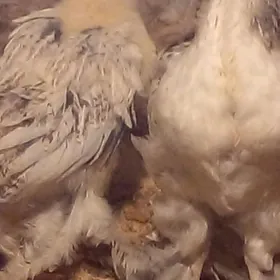 барма  жуже