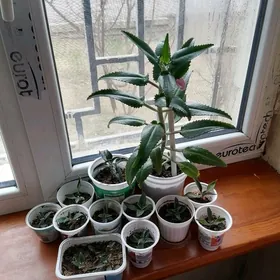 коланхоэ Дегремона