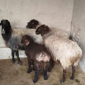 Guzyly we bogaz goÿunlar