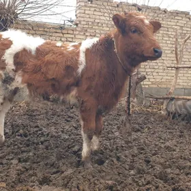 Satlyk gibrid unajyn