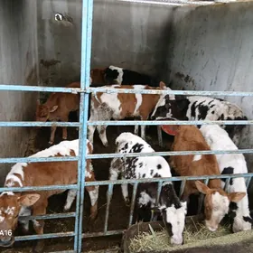 galisteyin semental goleler