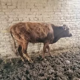 Окузче 1 яшдан гечен