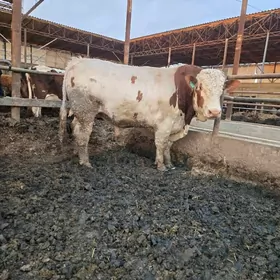 Howur semental. öküz