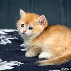 в поиске работы