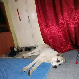 отдам собаку