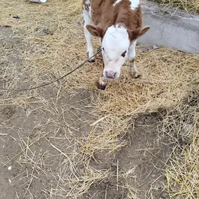 ХОЖЕКЛИ САГЛЫК СЫГЫР  