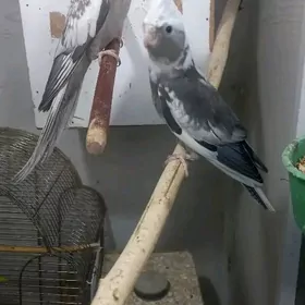 карэлла попугай