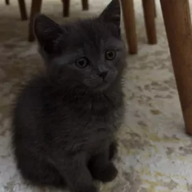 шотландский котенок/девочка