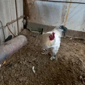 Арасса Брама Ак Чил