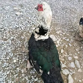 индаутга хораз етишен