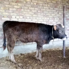 Öküz Şiwet 11 aýynda