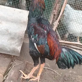 байсов жуже