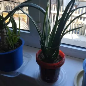 Aloe gul