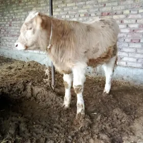 Öküz Gibrit 7 aýlyk