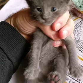 шотландский приморский