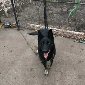 ПРОДАЮ ЧИСТОКРОВНУЮ ОВЧАРКУ