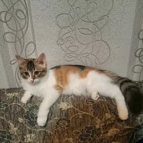 отдам в добрые руки