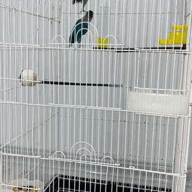 попугайчики неразлучники