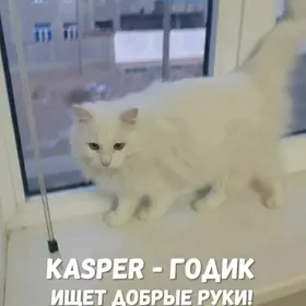 в добрые руки 