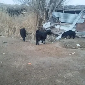 овлаклы гечи