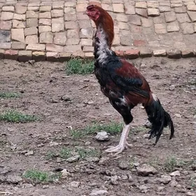 байсов хораз