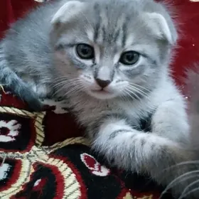 породистые котята