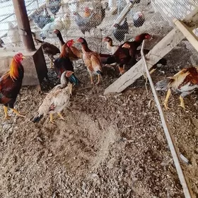 бойцов хоразлар и товуклар