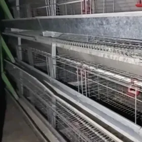 enjam towuk saklnyan