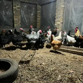 Gigant yumurtga inkubator üçin