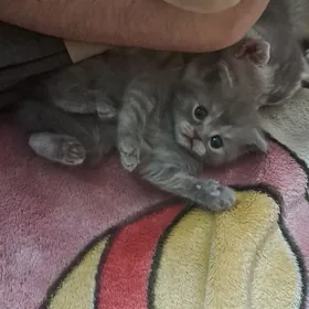 шотландские котята