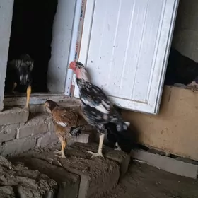 horaz satilýar 400 manat