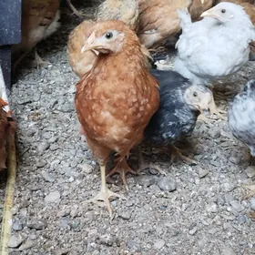 Juyjeler suratyn asagyny Okan!