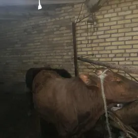 самиз окузлар