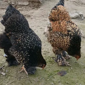 brama laset .buluw yumurtga